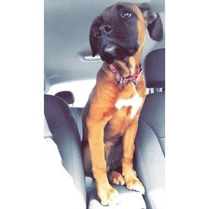 Meet your Posher, Casey